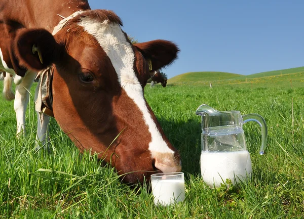 Kuh und Krug Milch. emmental region, schweiz — Stockfoto