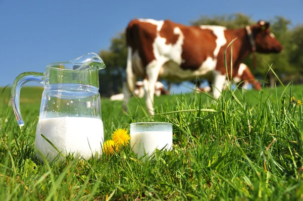Κανάτα γάλακτος κατά το κοπάδι των αγελάδων. περιοχή του έμενταλ, Ελβετία — Stock fotografie