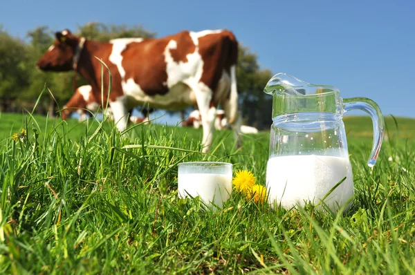 Caraffa di latte contro mandrie di mucche. Regione Emmental, Svizzera — Foto Stock