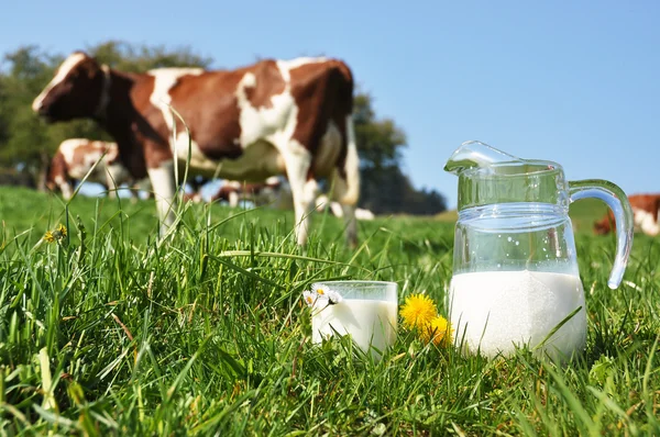 Tasse de lait contre troupeau de vaches. Région emmentale, Suisse — Photo