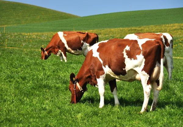Krávy v regionu ementál, Švýcarsko — Stock fotografie