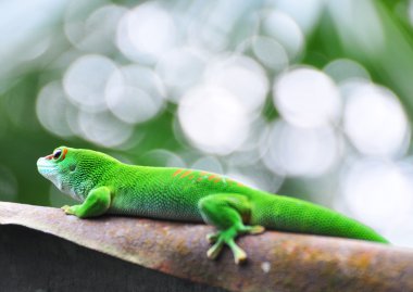 Madagaskar gün gecko