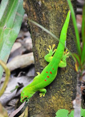 Madagaskar gün gecko