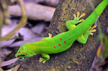 Madagaskar gün gecko