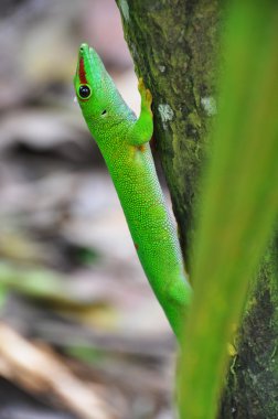 Madagaskar gün gecko