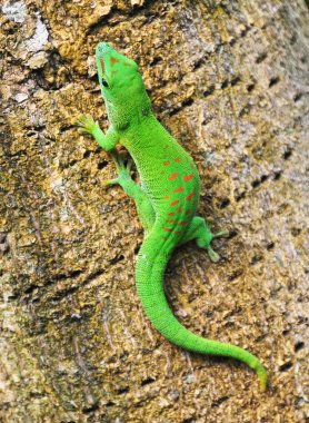 Green Madagascar day gecko on a palm tree clipart