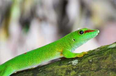 Madagaskar gün gecko