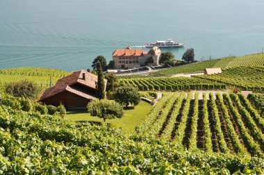 üzüm bağları lavaux karşı Cenevre Gölü, İsviçre