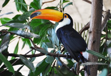 toucan kuş