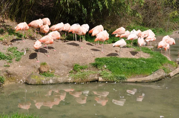 Flamingot — kuvapankkivalokuva