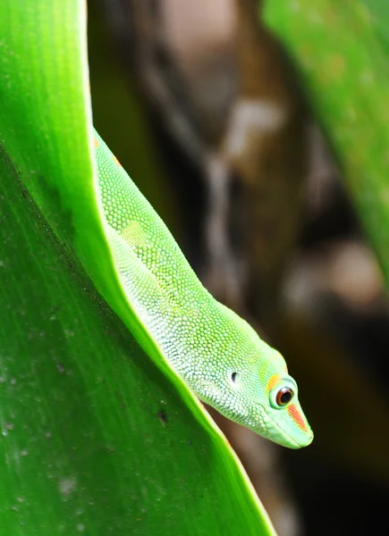 Den madagaskarského gekonu — Stock fotografie