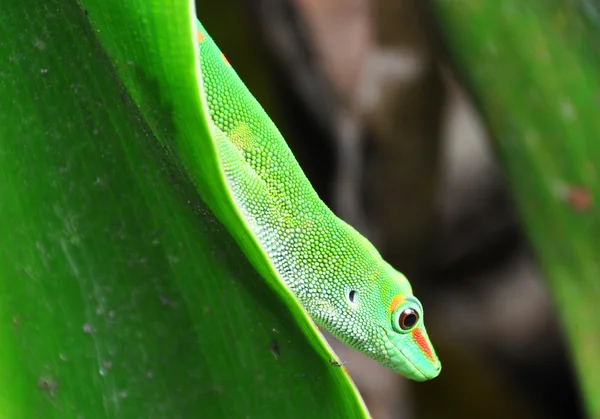 Den madagaskarského gekonu — Stock fotografie