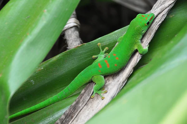 Madagaskar day gecko — Zdjęcie stockowe