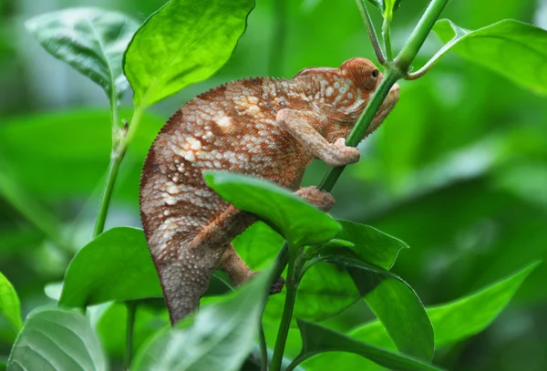 Kameleon lamparci — Zdjęcie stockowe