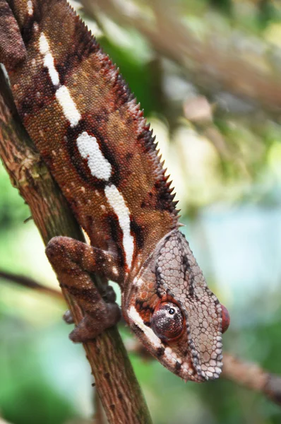 Caméléon panthère — Photo