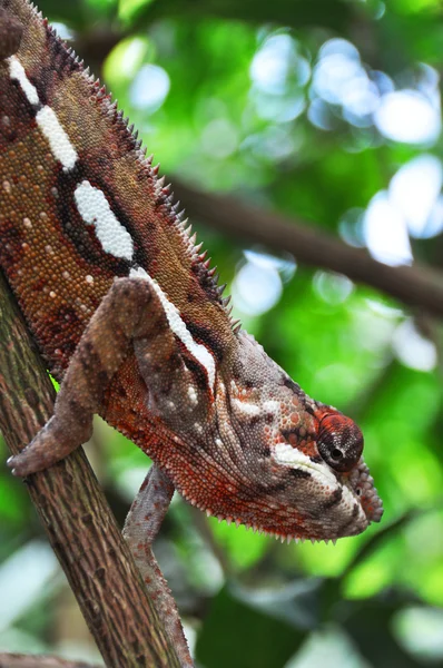 Panther chameleon — Stock Photo, Image