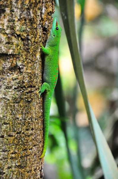 Madagaskar day gecko — Zdjęcie stockowe