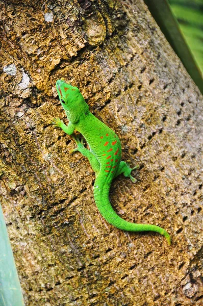 Madagaskar day gecko — Zdjęcie stockowe