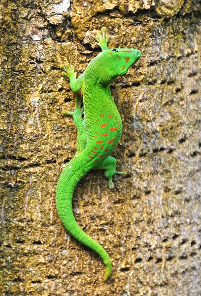 Den madagaskarského gekonu — Stock fotografie