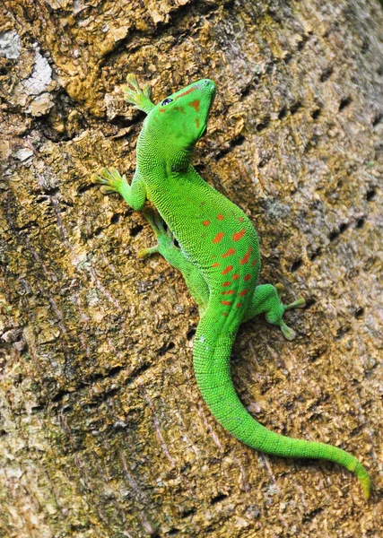 Madagascar jour gecko — Photo