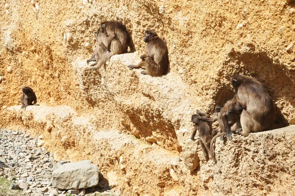 Гелада-бабуины на скале — стоковое фото