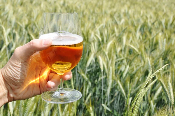 Glas Bier in der Hand gegen Gerstenohren — Stockfoto