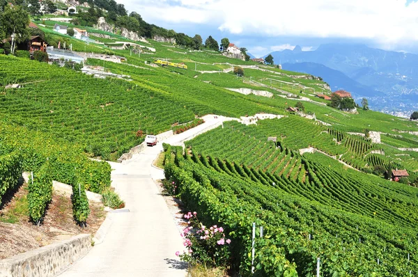ラヴォー地方スイスにブドウ畑 — ストック写真