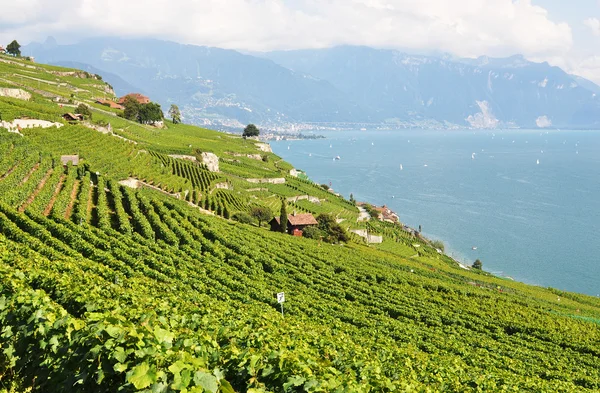 Vignobles à Lavaux face au lac Léman, Suisse — Photo
