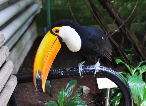 Oiseau toucan — Photo