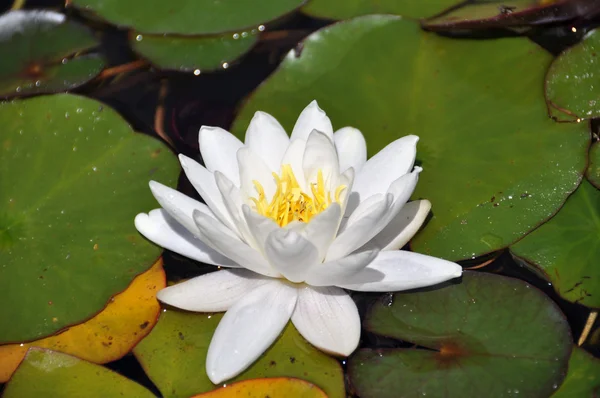 Fiore di loto — Foto Stock