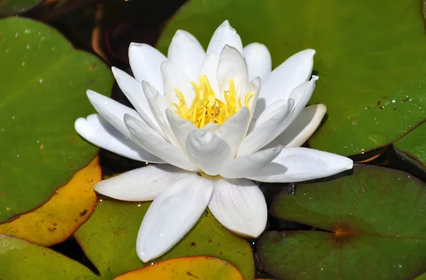 Fiore di loto — Foto Stock