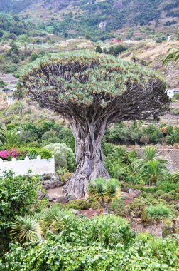 ünlü 1000 yıl yaşlı dragon ağacında icod de los vinos, tenerife