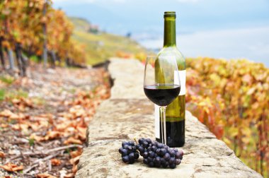 kırmızı şarap ve üzüm lavaux bölgedeki bağ Teras,