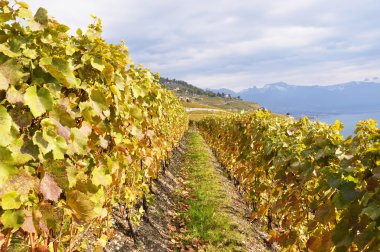 Lavaux bölgesindeki üzüm bağları, İsviçre
