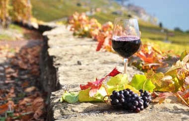 lavaux bölgesinde, swit Teras bağ üzerinde kırmızı şarap