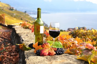 lavaux bölgesinde, swit Teras bağ üzerinde kırmızı şarap