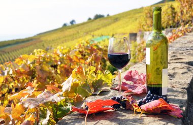 lavaux bölge İsviçre kırmızı şarap
