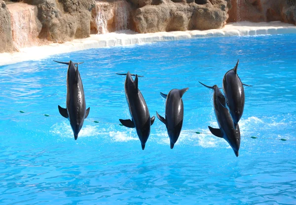 Dolphin show — Stock Photo, Image
