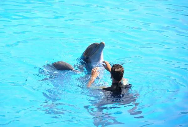 Dolphin show — Stock Photo, Image