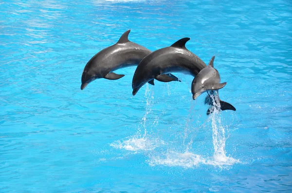 Three dolphins — Stock Photo, Image