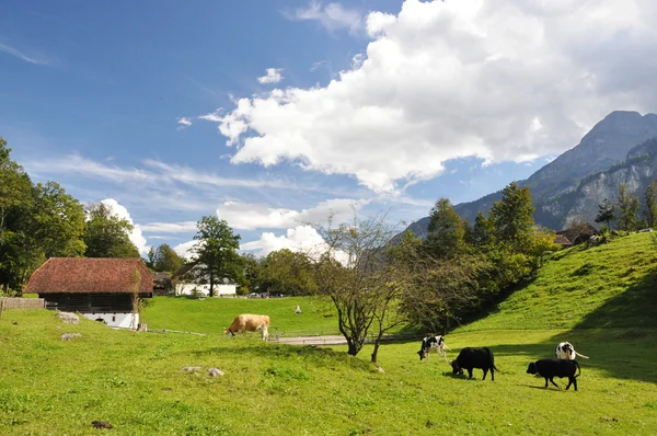 Schweiziska landet sida landskap — Stockfoto