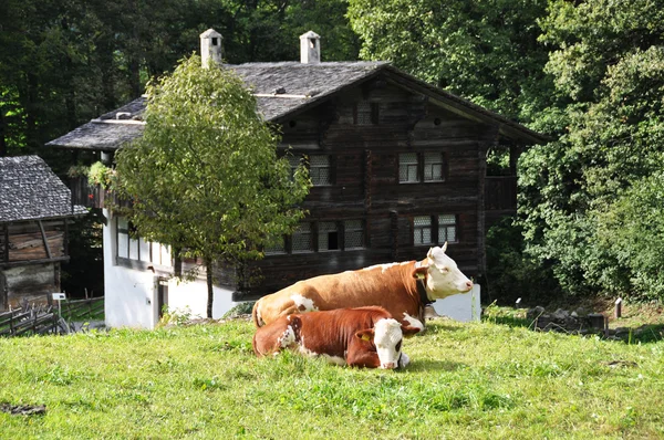 Traditionella schweiziska bondgård — Stockfoto