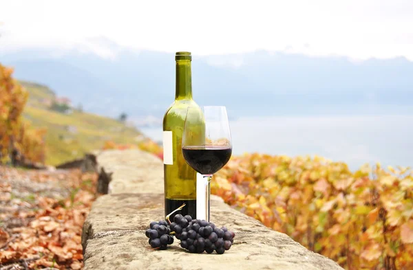 Red wine and a branch of grapes on the terrace vineyard in Lavau — Stock Photo, Image