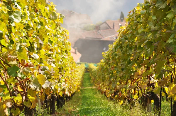 Vingård i lavaux region, Schweiz — Stockfoto