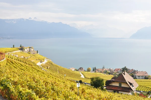 Wijngaarden in de lavaux regio, Zwitserland — Stockfoto