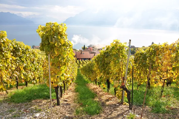 Lavaux bölgesindeki üzüm bağları, İsviçre — Stok fotoğraf