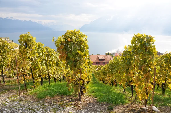 Vinhas na região de Lavaux, Suíça — Fotografia de Stock