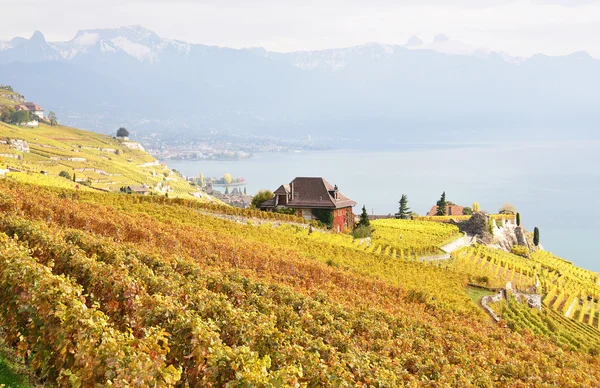 Vinhas na região de Lavaux, Suíça — Fotografia de Stock