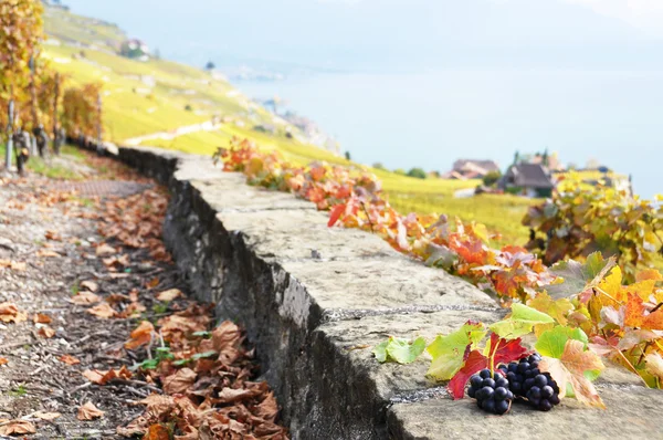 Vinhas na região de Lavaux, Suíça — Fotografia de Stock