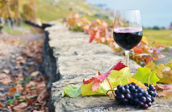 Glass of red wine and bunch of grapes. Lavaux region, Switzerlan — Stock Photo, Image